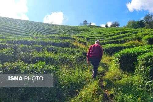 پرداخت تسهیلات 4 درصد برای احیای باغات چای رها شده