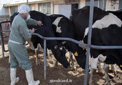 بازگشت تب برفکی بعد از ۴۲ سال بازگشت تب برفکی بعد از ۴۲ سال