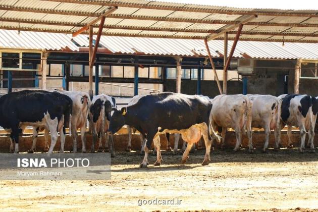 صنعت لبنیات در تب داغ تورم و تب برفکی! صنعت لبنیات در تب داغ تورم و تب برفکی!