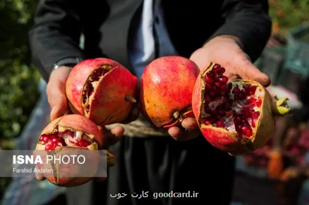 یاقوت های کردستان در واپسین روزهای برداشت