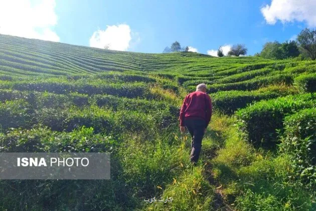پرداخت تسهیلات 4 درصد برای احیای باغات چای رها شده