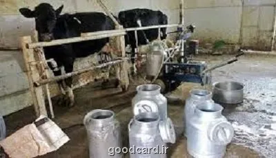 گرانی علوفه و افت تولید سرنوشت لبنیات چه می شود؟